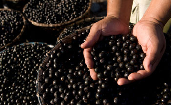 Acai Berry - A Weight Loss Super Scam