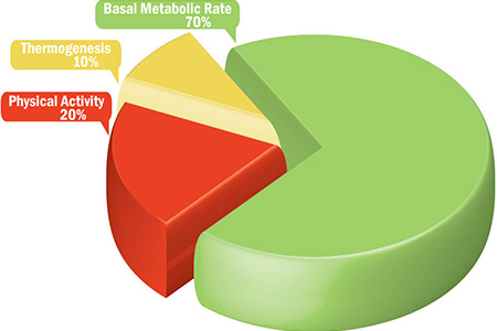 Basal Metabolic Rate (BMR)