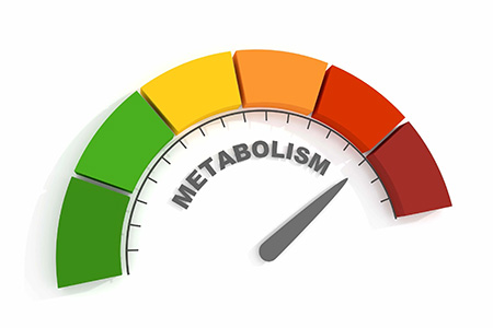 Metabolism Myths